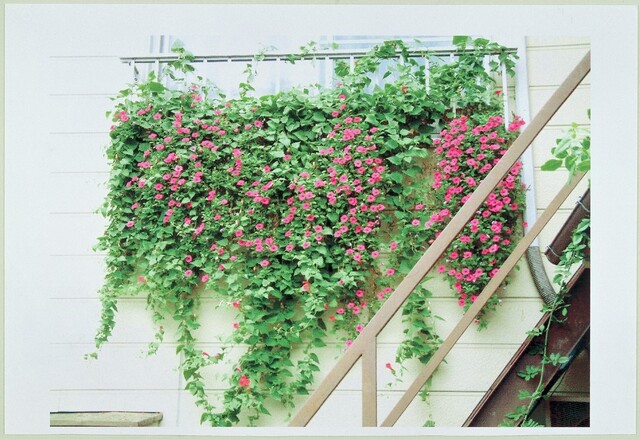 暑い夏を快適に 花 が咲くグリーンカーテンで 涼しさと華やかさを楽しむ夏をすごしませんか Limia リミア