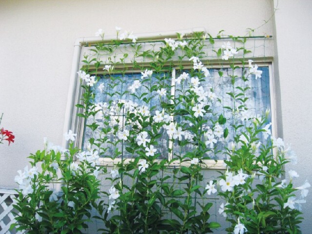 暑い夏を快適に 花 が咲くグリーンカーテンで 涼しさと華やかさを楽しむ夏をすごしませんか Limia リミア