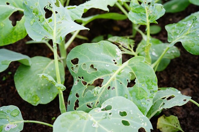 なにこれ最悪 野菜を食べ荒らす厄介なナメクジ 簡単駆除法 Limia リミア