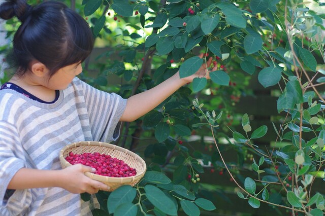 ガーデニングの害虫退治にはこれ アース製薬 やさお酢 と 土にまくだけ害虫退治オールスター でお悩み一気に解決 Limia リミア