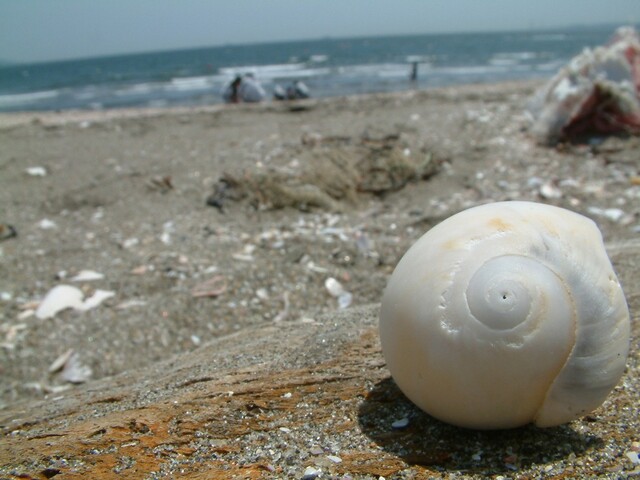 海で拾った貝殻を夏のインテリアに｜LIMIA (リミア)
