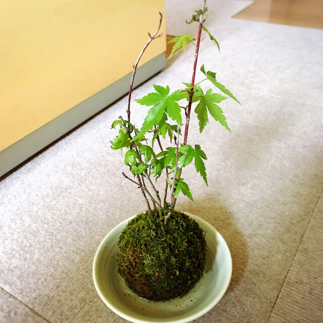 苔アート】テラリウムや苔庭にぴったりの苔の種類や作り方を紹介