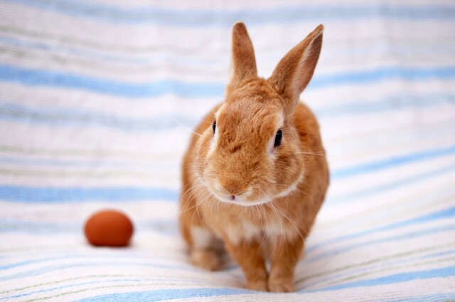 うさぎ 販売 生きがい ペット