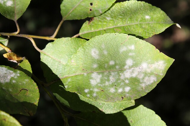 掃除 洗濯 料理に 重曹 のおすすめ活用法から注意点 重曹水の作り方まで Limia リミア