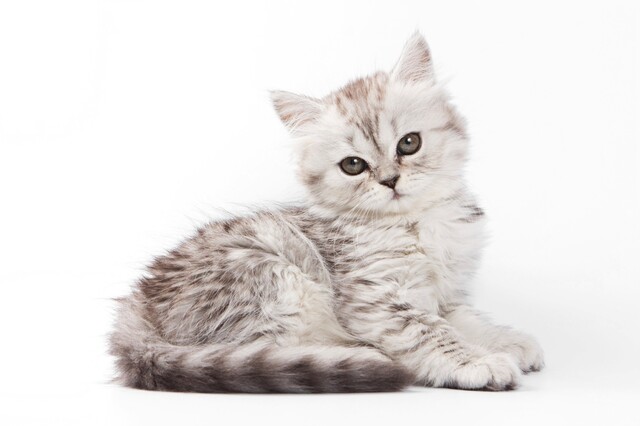 人気選 猫好きにはこれ プレゼントにピッタリな猫グッズを紹介 Limia リミア