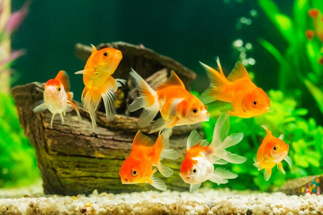 幻想的な アクアリウム 金魚を飼育して風情のある空間を 金魚鉢5選 Limia リミア