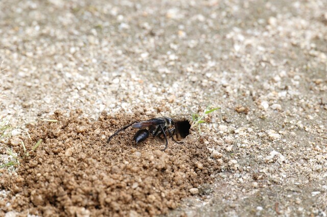 黒い蜂は5種類！それぞれの特徴や対処方法などを解説｜LIMIA (リミア)