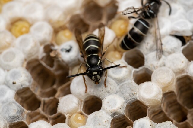 黒い蜂は5種類！それぞれの特徴や対処方法などを解説｜LIMIA (リミア)