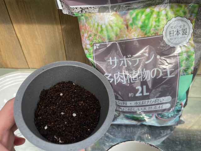 100均ダイソーで買える多肉植物の種類 22年の入荷情報や育て方まとめ Limia リミア