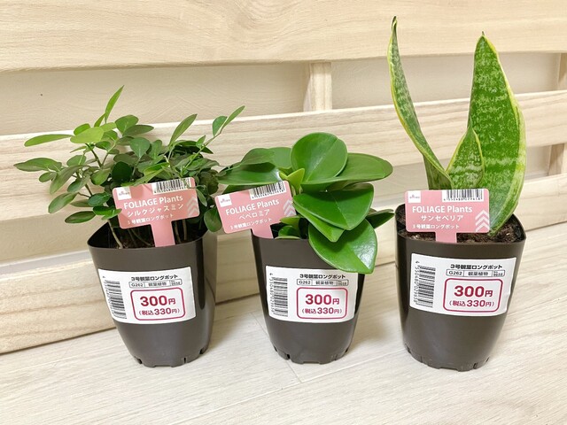 ダイソーの観葉植物おすすめ12選 種類や育て方から22年の入荷情報 Limia リミア