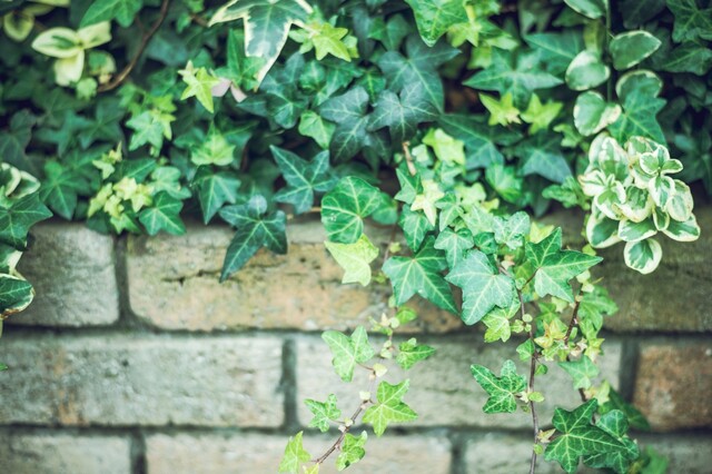 はじめてでも育てやすい 人気の観葉植物 アイビー の上手な育て方 Limia リミア