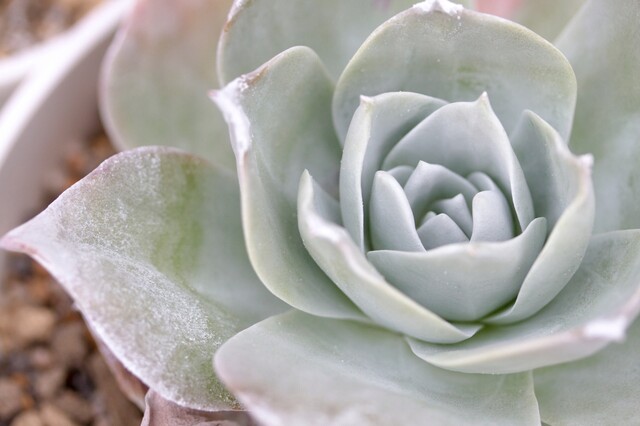 最新版 多肉植物のおすすめ通販サイトはどこ おしゃれでカラフルな多肉植物に出会おう Limia リミア