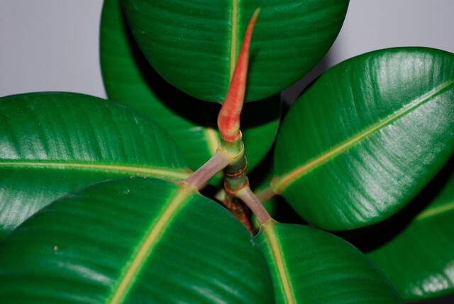 観葉植物 多彩なフィカス イチジク属 に注目 種類と育て方を紹介 Limia リミア