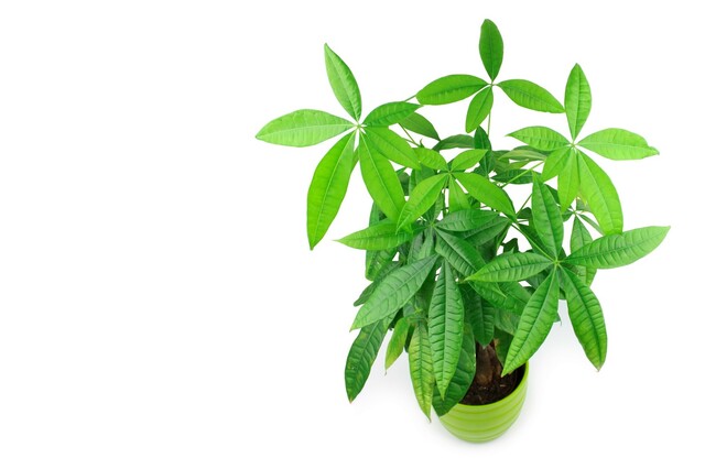 観葉植物パキラの室内での育て方 正しいお手入れ方法で美しく保とう Limia リミア