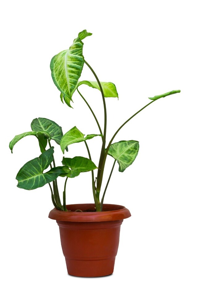 初心者にも育てやすい 観葉植物 ポトス の育て方 増やし方 Limia リミア
