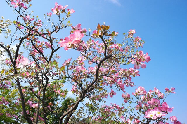 庭木として楽しむハナミズキ きれいな花を咲かせるための育て方 Limia リミア
