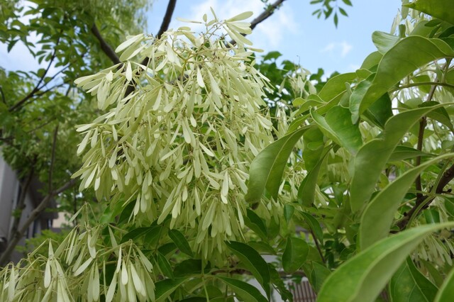 観葉植物のシマトネリコを室内で育てる方法と健康を保つチェックポイント Limia リミア