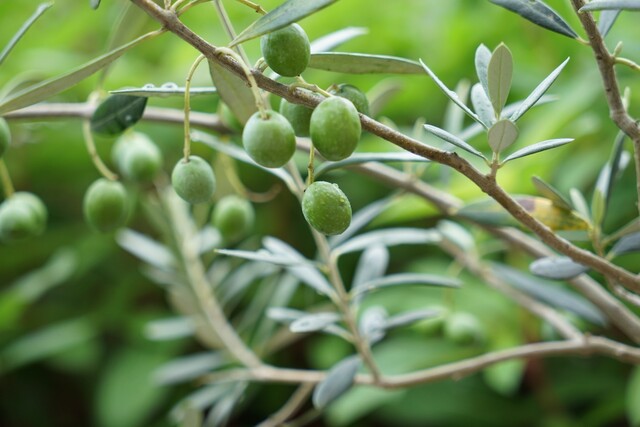 庭木にもおすすめ オリーブの木の育て方と実を使ったレシピ Limia リミア