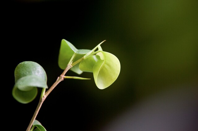 観葉植物 ベンジャミン の育て方 冬越しのコツや葉が落ちる理由も Limia リミア