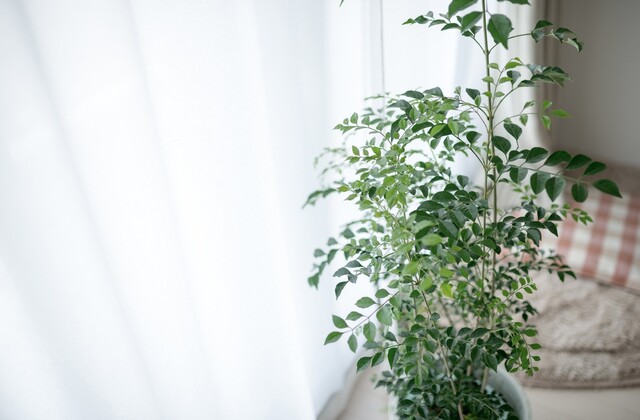 観葉植物のシマトネリコを室内で育てる方法と健康を保つチェックポイント Limia リミア