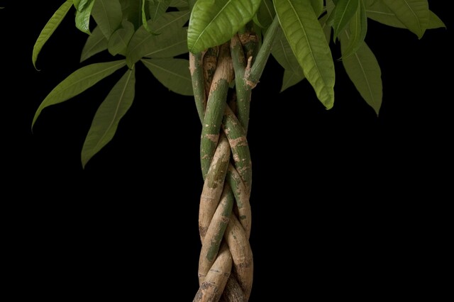 観葉植物パキラの室内での育て方 正しいお手入れ方法で美しく保とう Limia リミア