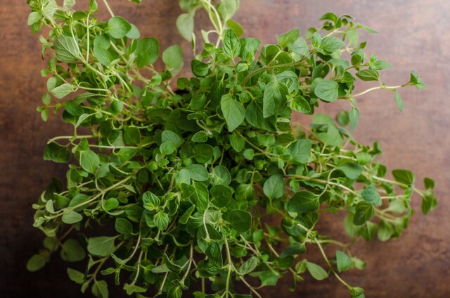 オレガノとは 育て方 使い方を大公開 気になるレシピも Limia リミア