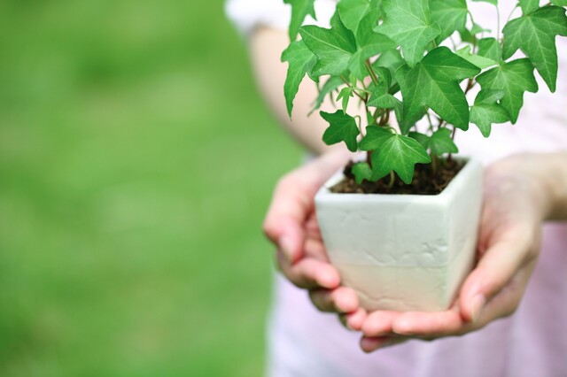 はじめてでも育てやすい 人気の観葉植物 アイビー の上手な育て方 Limia リミア