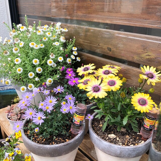 お花が綺麗に長持ち 切り花にも鉢花にも使えるアンプルで癒しのお花生活をエンジョイ Limia リミア