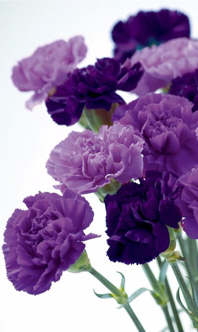 心に強く訴えるムーン ダスト 花 最高の花の画像
