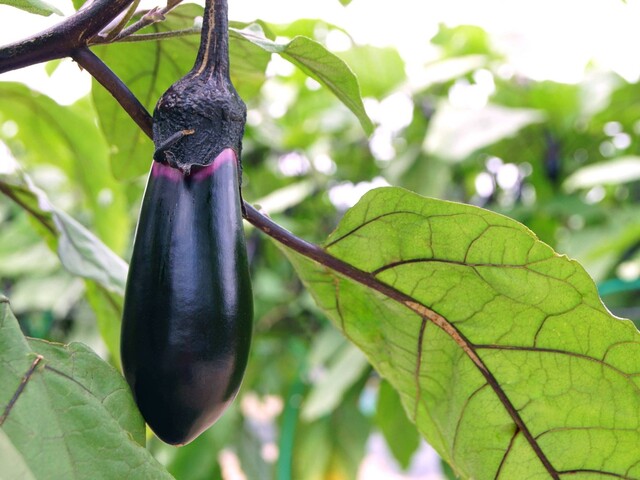 家庭菜園でおうち時間を充実 初心者におすすめの野菜とハーブ Limia リミア