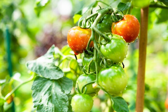 ギャー気持ち悪い とサヨナラ これ1本で野菜や花の虫 病気対策 Limia リミア