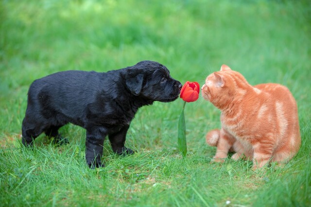 見えないところでナメクジ消滅 犬猫 野菜も心配ない駆除剤が最高 Limia リミア