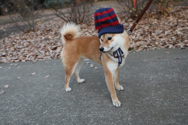 100均 ダイソーの犬の靴下がかわいい 犬用ファッショングッズまとめ Limia リミア