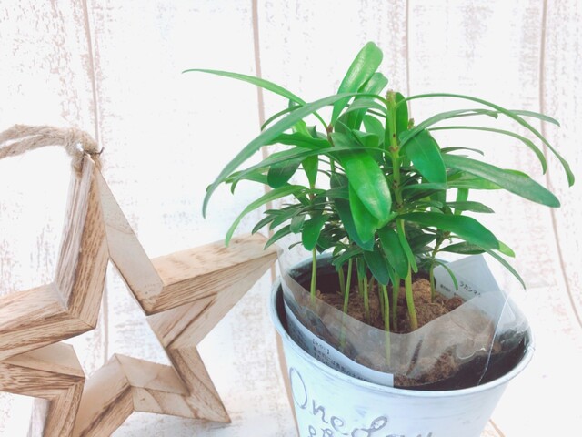 3coins 春はお部屋に緑を おすすめ観葉植物とプランター Limia リミア