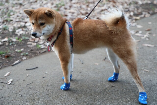 100均 ダイソーの犬の靴下がかわいい 犬用ファッショングッズまとめ Limia リミア