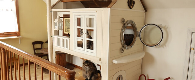 ネコが楽しく遊べるカフェ風小屋をdiy Limia リミア