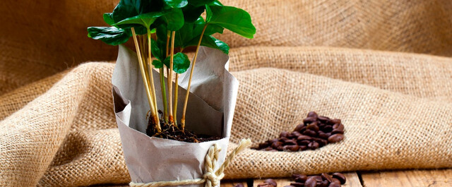 上手に育てたら豆もとれる 葉っぱがかわいいコーヒーの木の育て方 Limia リミア
