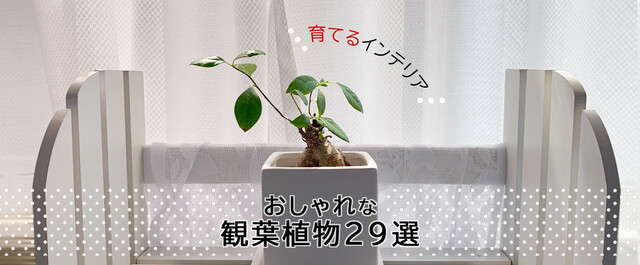 インテリアになるおしゃれな観葉植物おすすめ29選｜コンパクトなものから大型まで｜LIMIA (リミア)