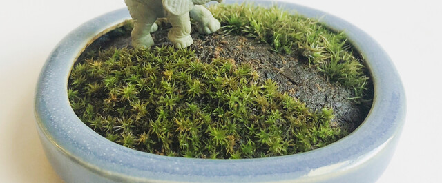 苔アート テラリウムや苔庭にぴったりの苔の種類や作り方を紹介 Limia リミア