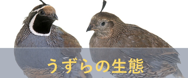 うずらをペットとして飼いたい！種類・寿命・値段を徹底解説｜LIMIA (リミア)