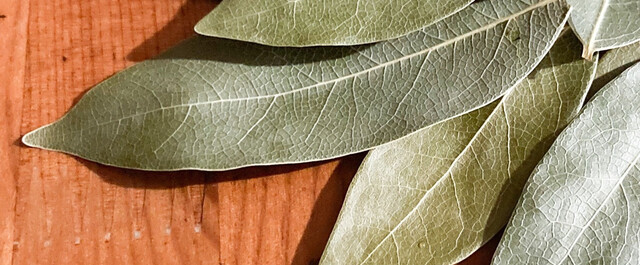 月桂樹 ローリエ は生垣や庭木におすすめ 意味や育て方 害虫の対処法を解説 Limia リミア