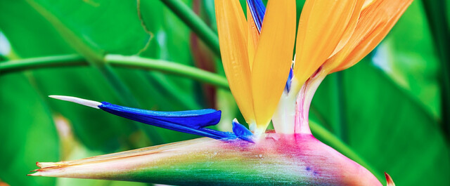 見た目もおしゃれで個性的な観葉植物6選 育て方からちょっとしたコツまで徹底解説 Limia リミア