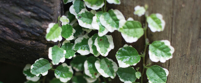 見た目もキュートな観葉植物 プミラ 人気の種類から育て方のコツまで Limia リミア