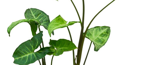 初心者にも育てやすい 観葉植物 ポトス の育て方 増やし方 Limia リミア