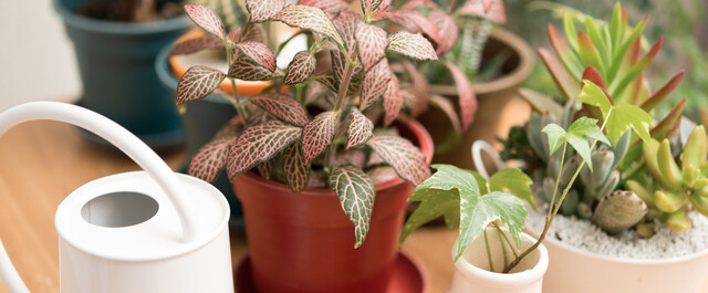観葉植物に合わせた鉢の選び方 おしゃれな鉢カバーの手作り方法もご紹介 Limia リミア
