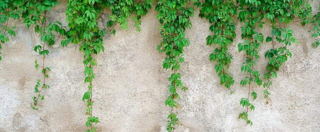 すべての美しい花の画像 トップ100 ベランダ 目隠し 植物 フェイク