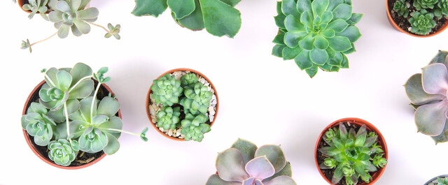 インテリアに人気 おしゃれに飾ろう おすすめ多肉植物10選 Limia リミア