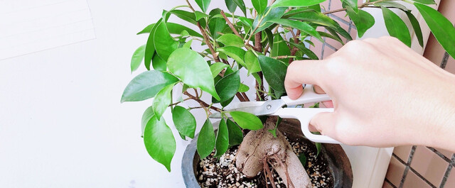 ガジュマルの育て方まとめ｜暫定や植え替え・挿し木・花言葉など