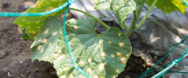 ギャー気持ち悪い とサヨナラ これ1本で野菜や花の虫 病気対策 Limia リミア