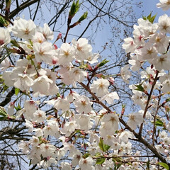公園/桜/春のフォト投稿キャンペーン/おでかけ/おでかけワンショット 一昨日の公園でのワンショット♪
散る間際…(1枚目)